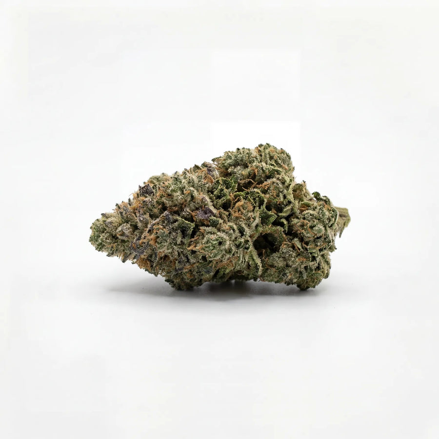 Fleur Amnesia indoor, têtes résineuses vert clair, Piatella