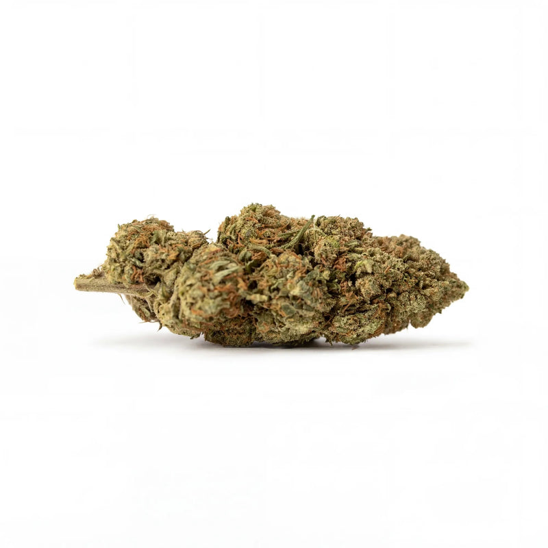 Fleur Lemon Haze indoor, têtes résineuses aux pistils orangés, Piatella
