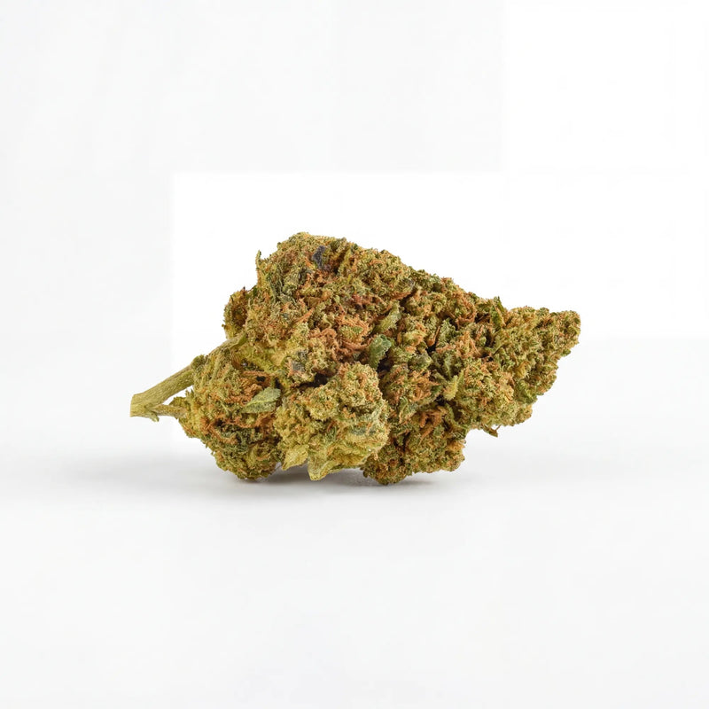 Fleur Jamaïcan Strawberry indoor, profil fraise, Piatella