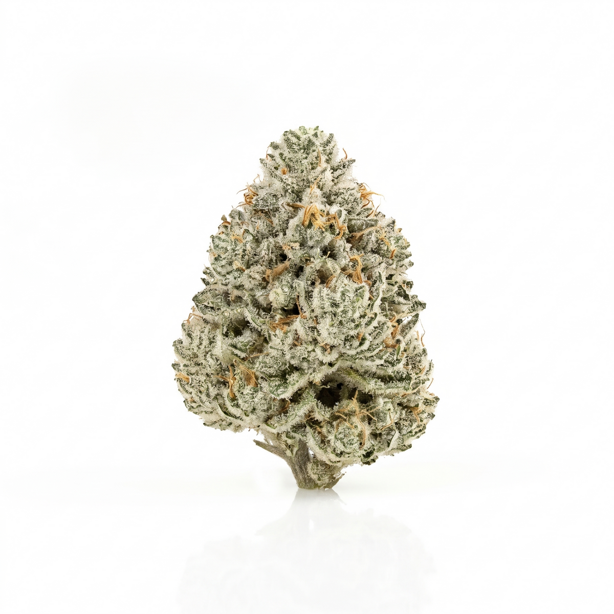Fleur White Widow indoor, têtes couvertes de trichomes, Piatella