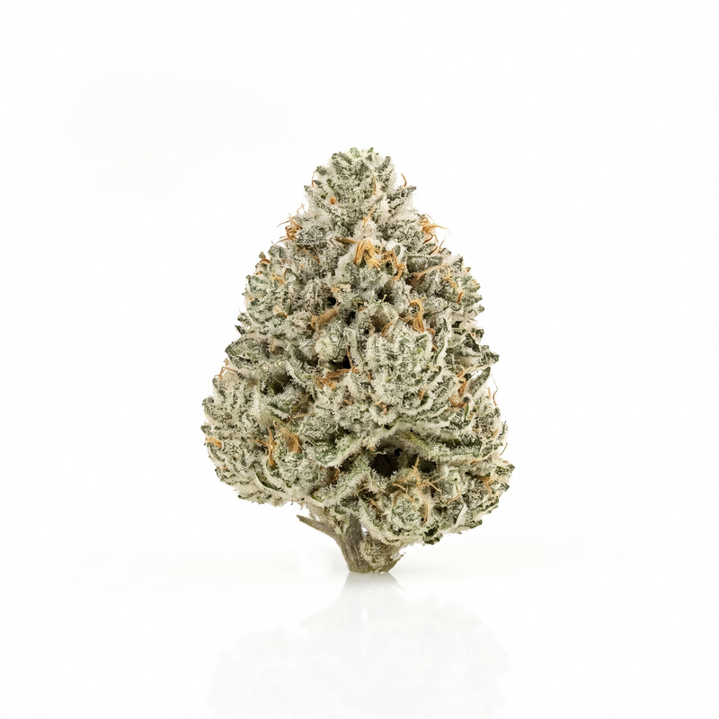 Fleur White Widow indoor, têtes couvertes de trichomes, Piatella