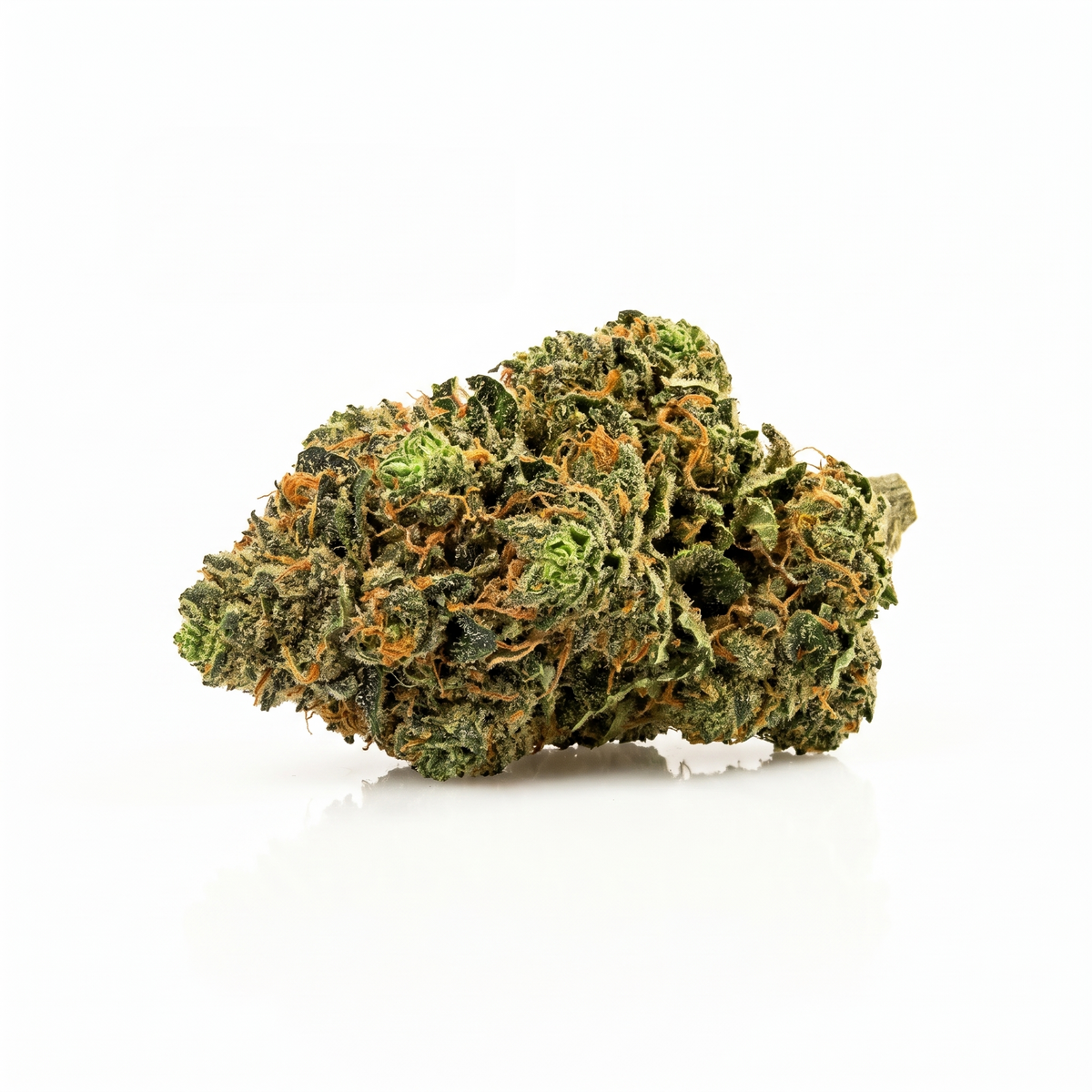 Fleur OG Kush indoor, têtes denses et résineuses, Piatella